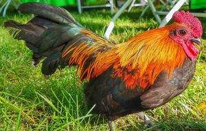 Colorful chicken in the grass